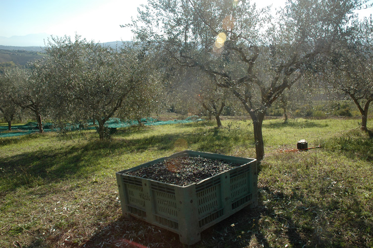 Oliveto