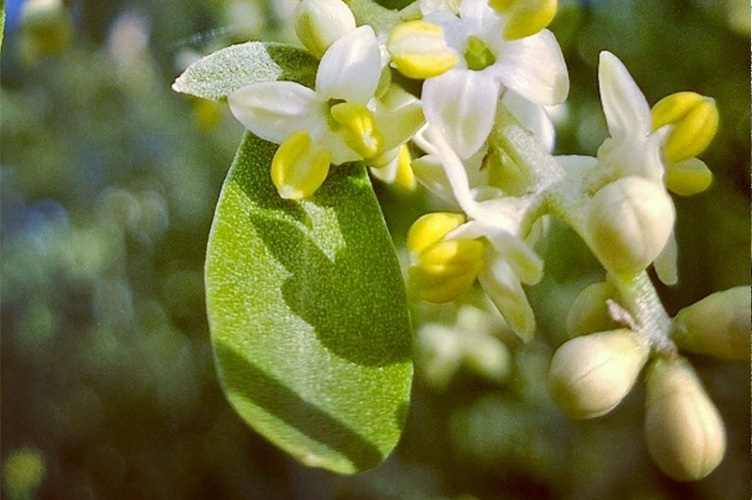 se_son_fiori