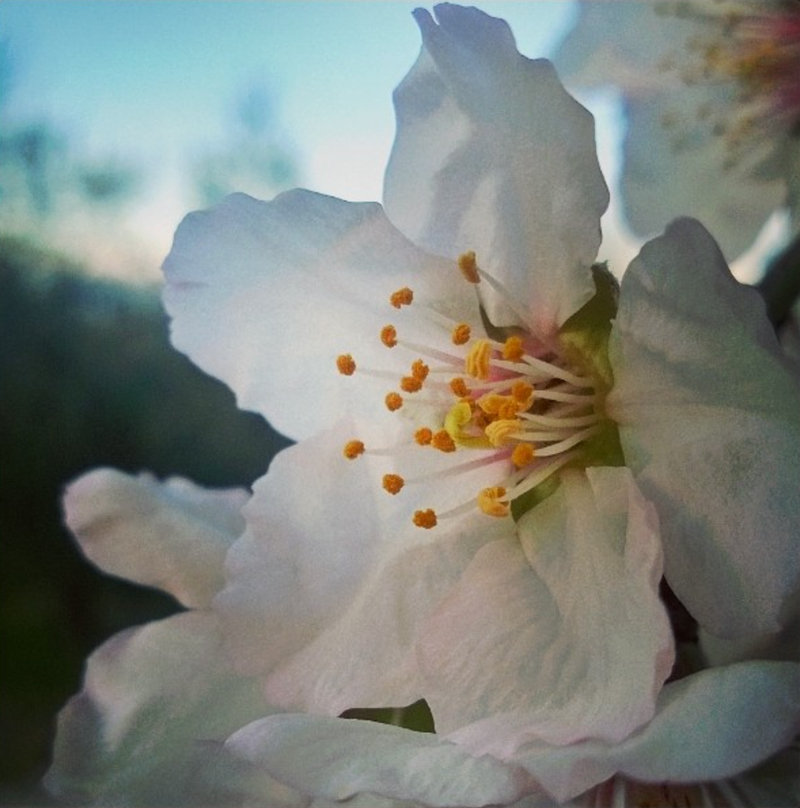 Mandorla-in-fiore-per-San-Valentino