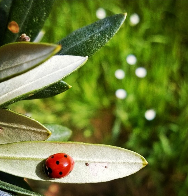 le-nostre-coccinelle-sono-fortunate