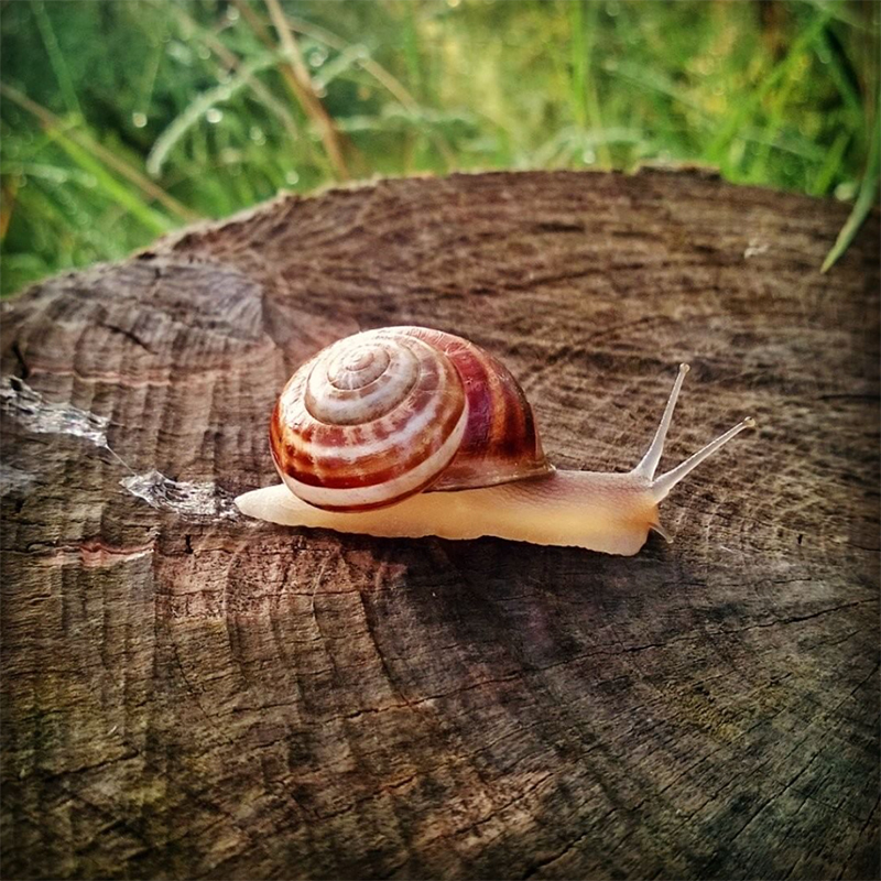slowfood!
