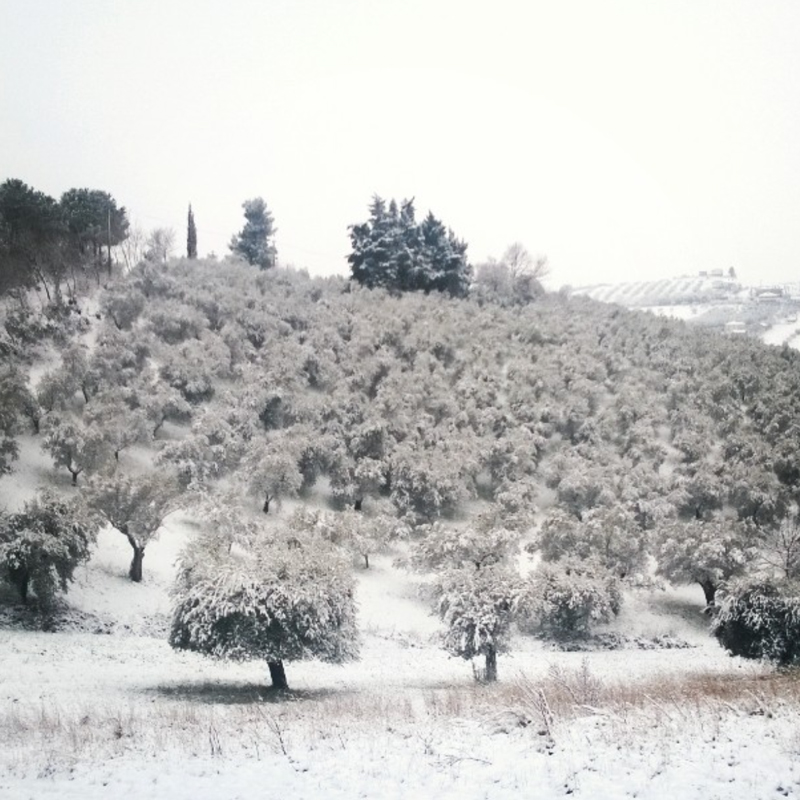 L-uliveto-sotto-la-neve