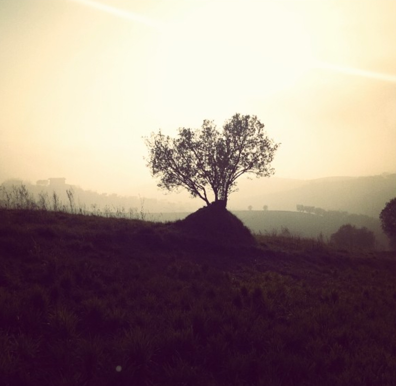 Oliveto