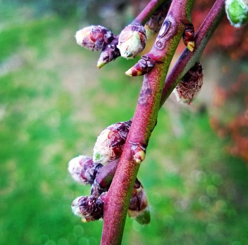 Primavera