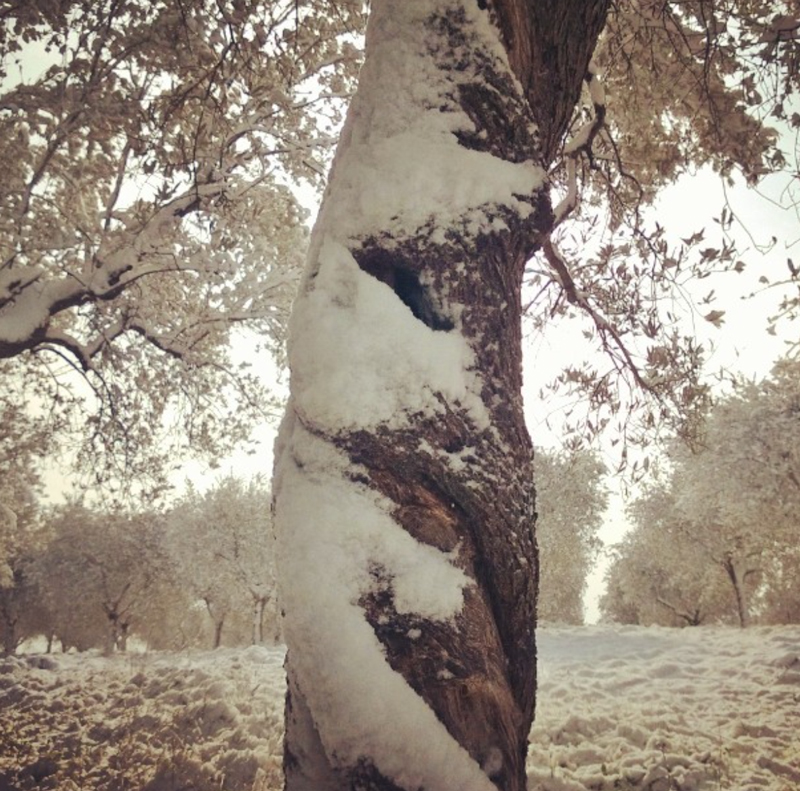 neve