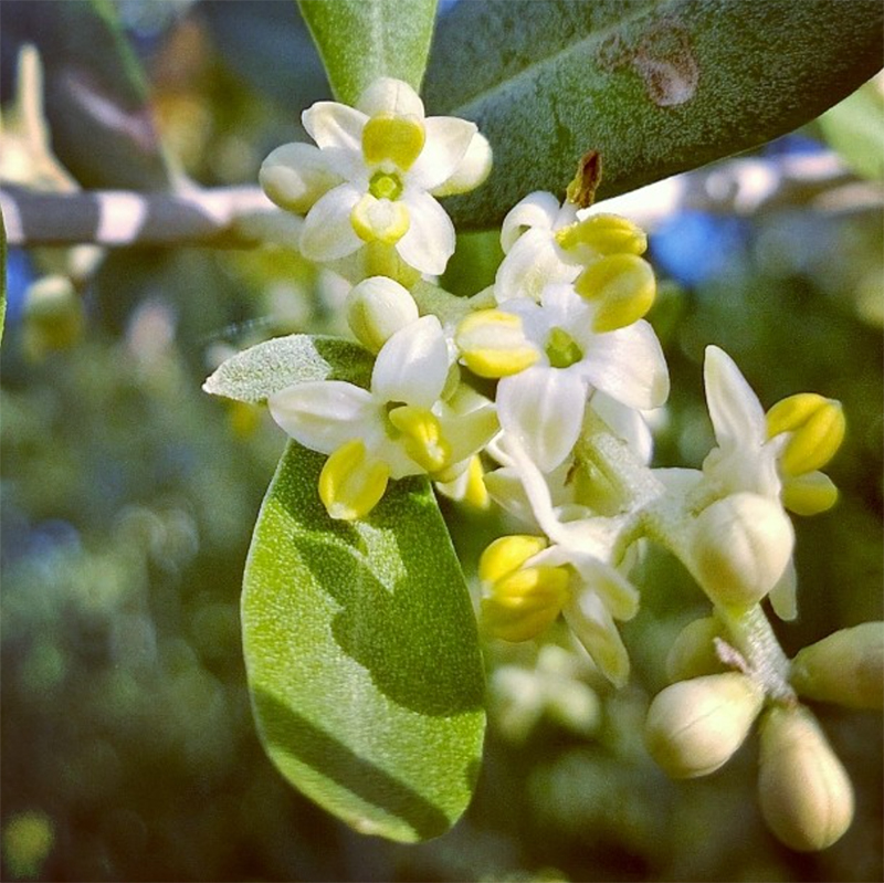 se-son-fiori
